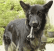 The_Dog