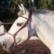 Lusitano