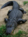 blackanesenc01