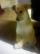 Izzy